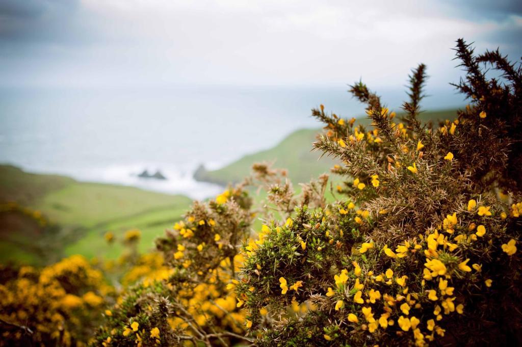 Soar Mill Cove Hotel Kingsbridge  Esterno foto